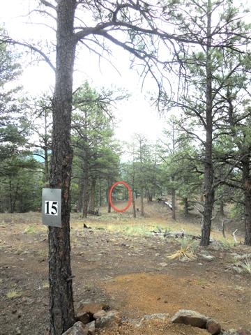#15 Tee